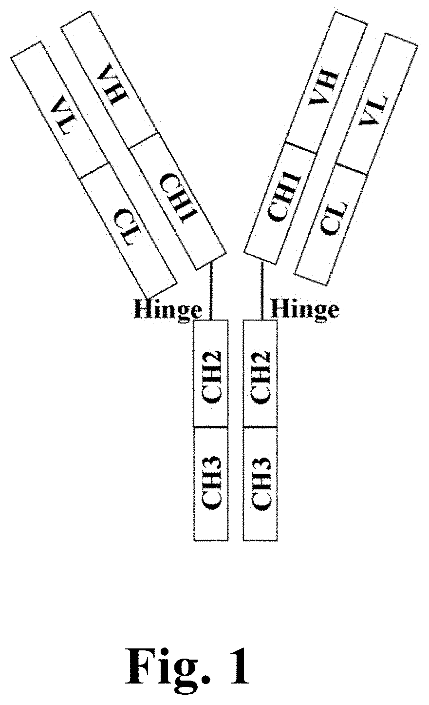 Heterodimeric proteins and preparation method thereof