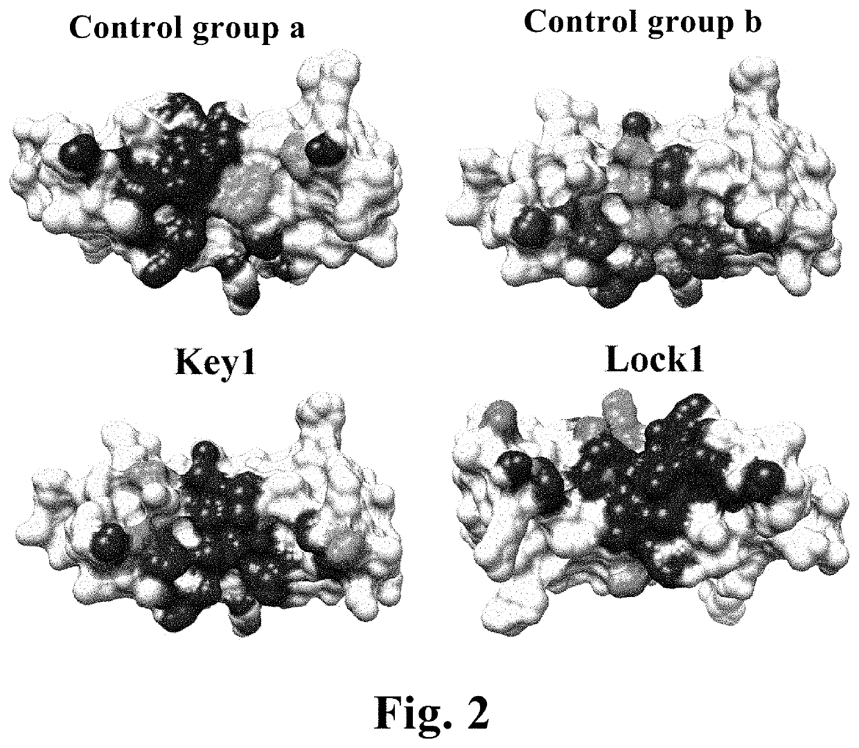 Heterodimeric proteins and preparation method thereof