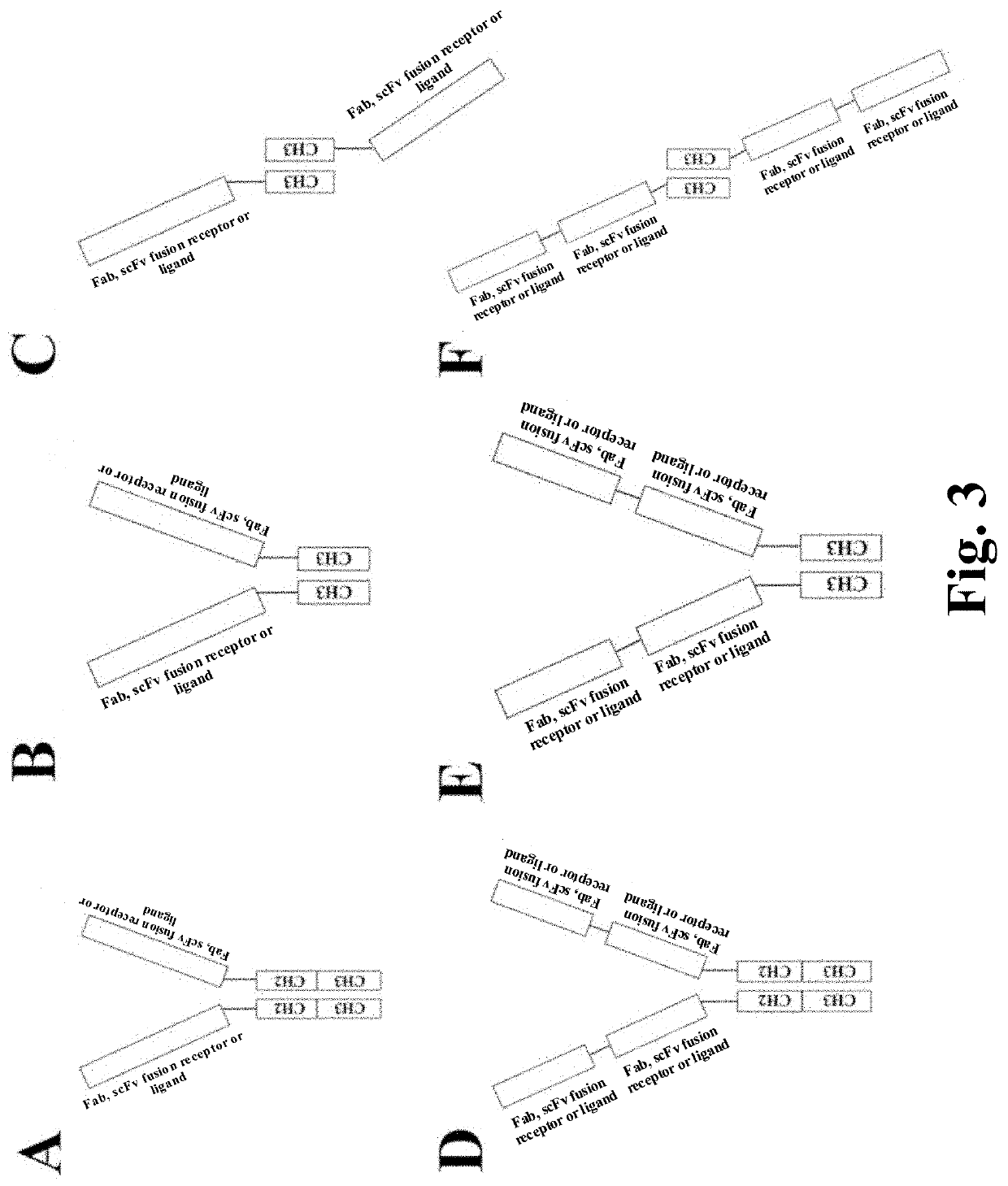 Heterodimeric proteins and preparation method thereof