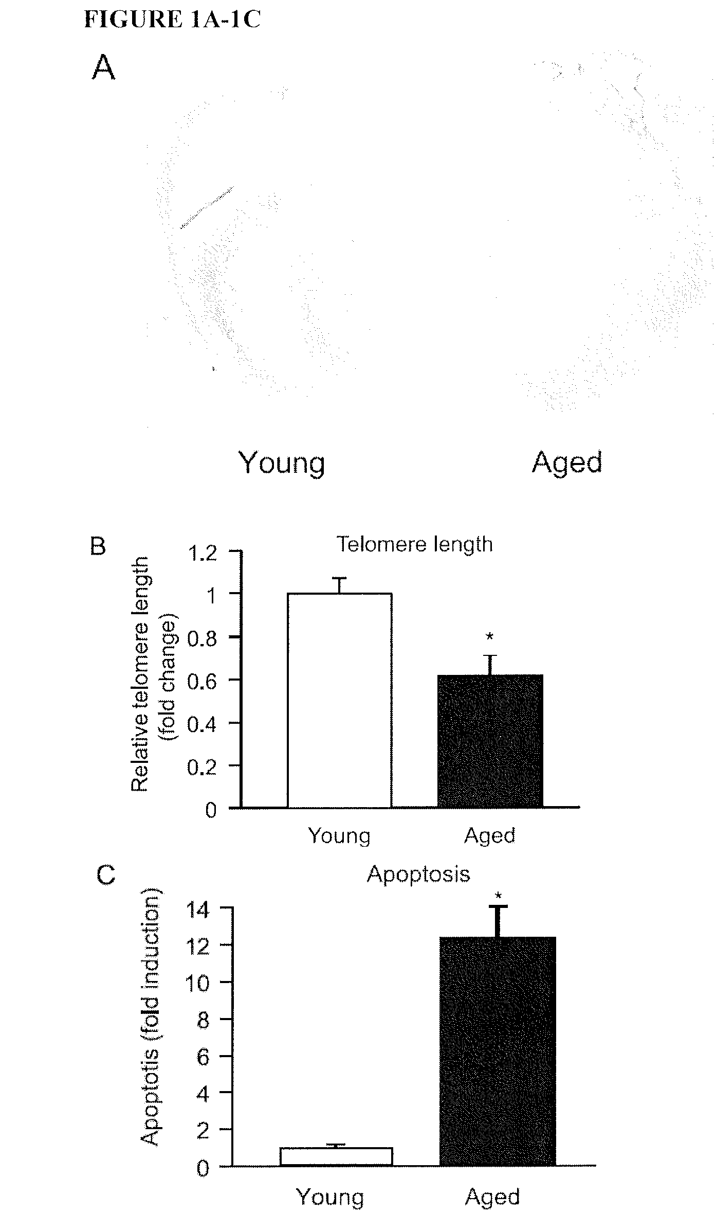 Micro-rna for the regulation of cardiac apoptosis and contractile function