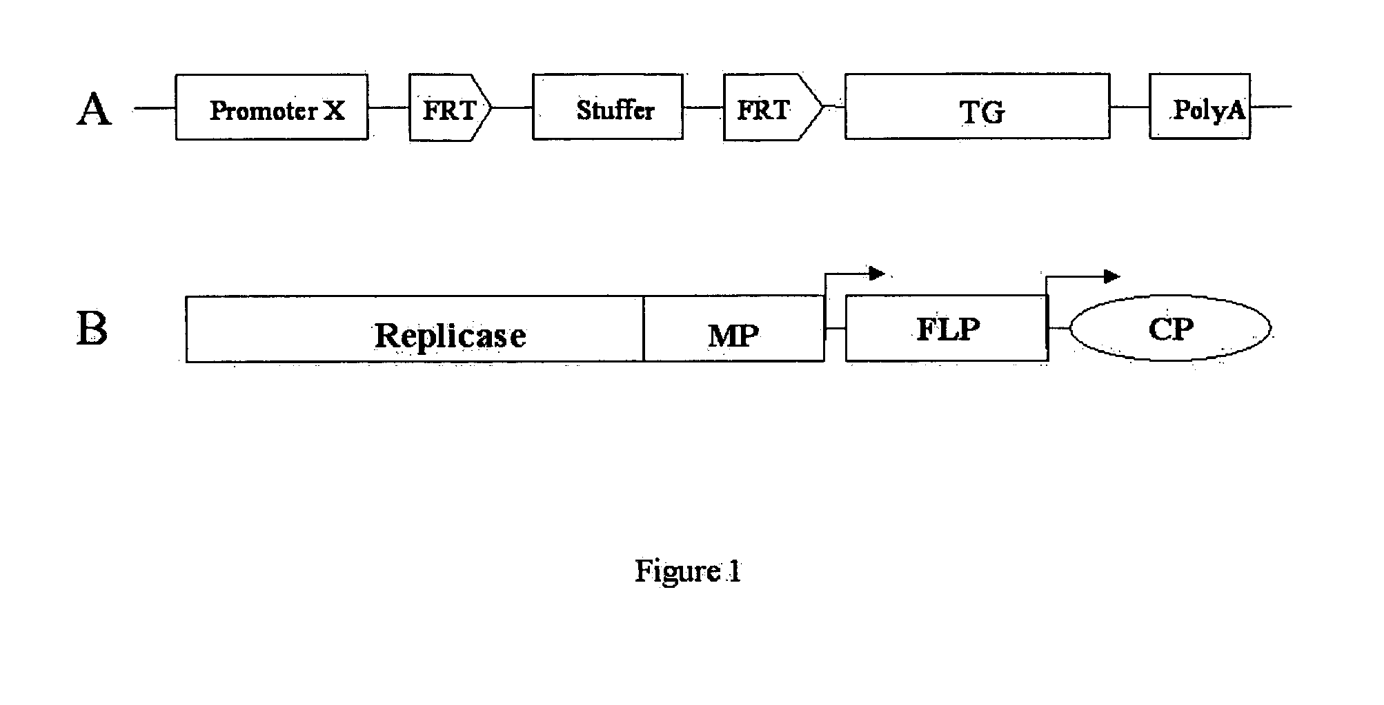 Expression of foreign sequences in plants using transactivation system