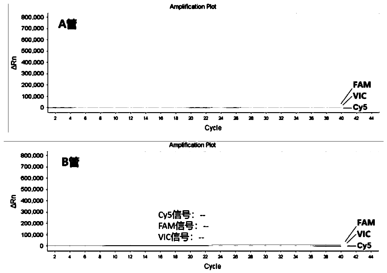 Kit and method for polymorphism detection of metabolism ability genes MTHFR and MTRR of folic acid