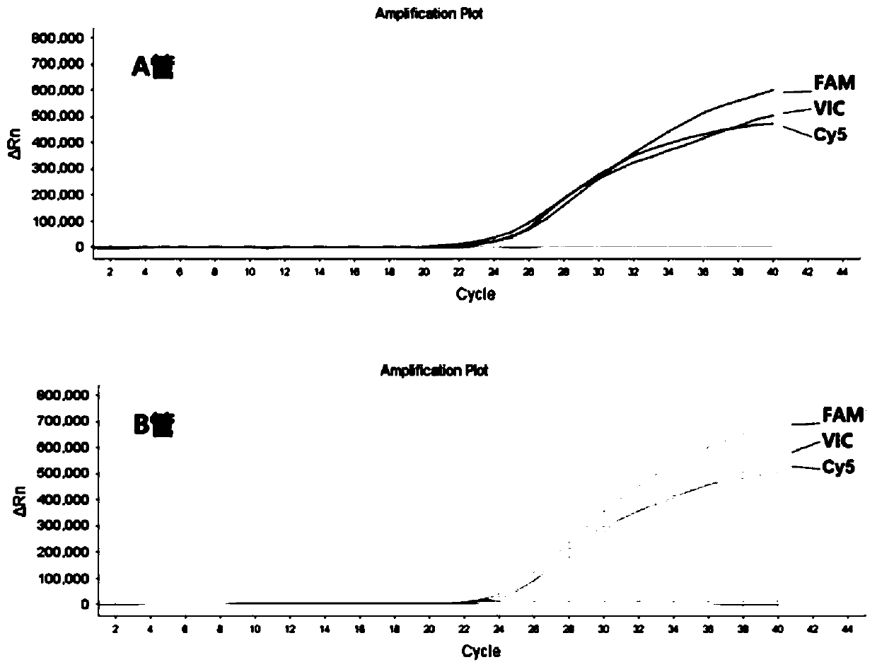 Kit and method for polymorphism detection of metabolism ability genes MTHFR and MTRR of folic acid