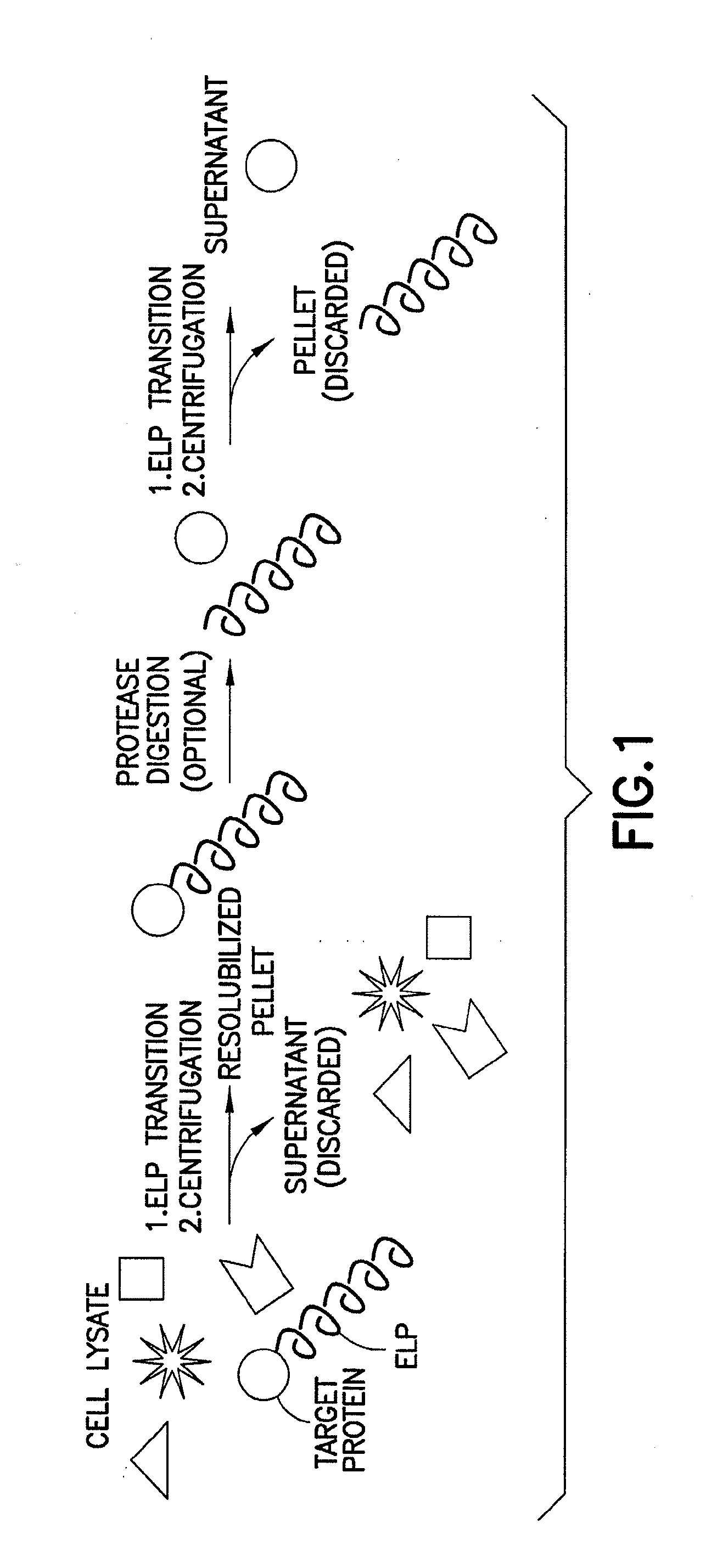 Pharmaceutical compositions comprising elp fusion proteins