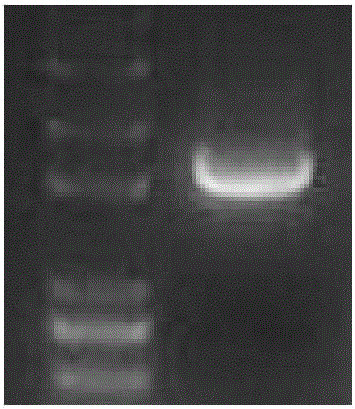 Wheat ALS mutant gene and application thereof in resisting herbicide