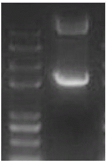 Wheat ALS mutant gene and application thereof in resisting herbicide