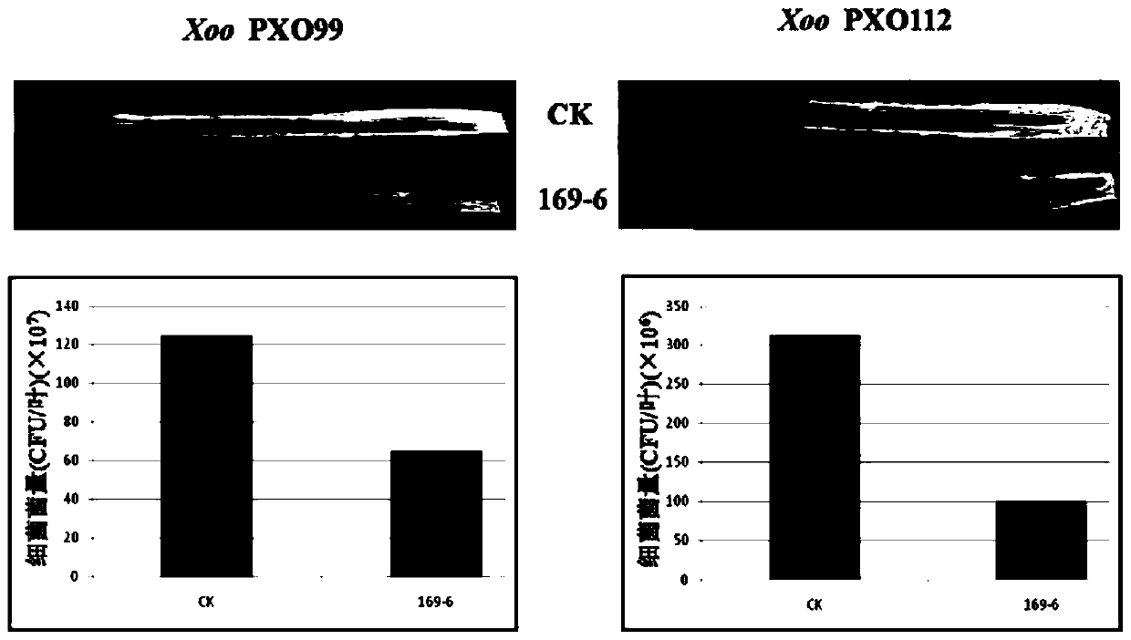 Application of Rice Gene osuep3 and Its Regulatory Function of Disease Resistance