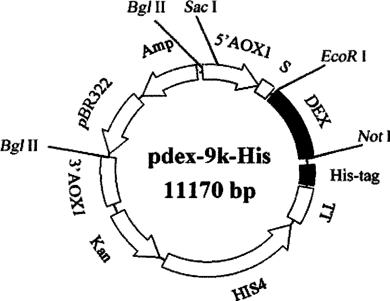 Highly effective production method for recombinant alpha-glucanase fusion protein and related expression carrier and bacterial strain