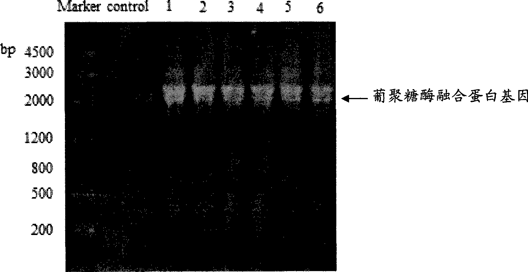 Highly effective production method for recombinant alpha-glucanase fusion protein and related expression carrier and bacterial strain