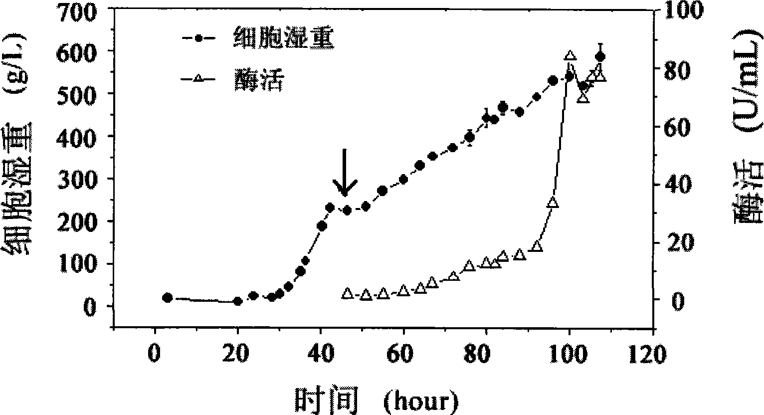 Highly effective production method for recombinant alpha-glucanase fusion protein and related expression carrier and bacterial strain