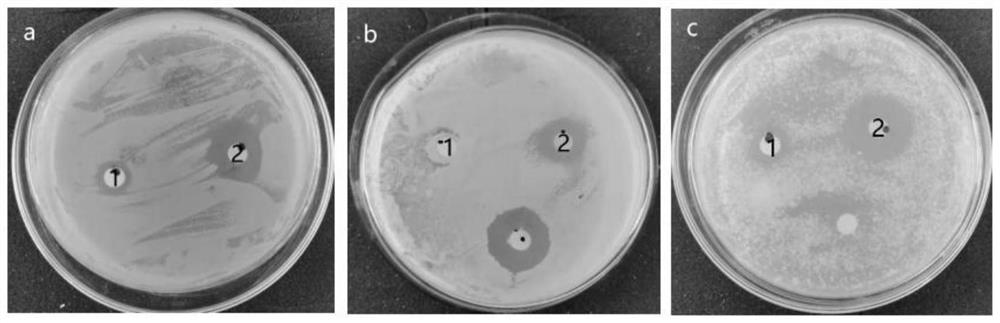 Application of photosensitized oxidized zingiberaceae plant extract in antibacterial and antitumor drugs