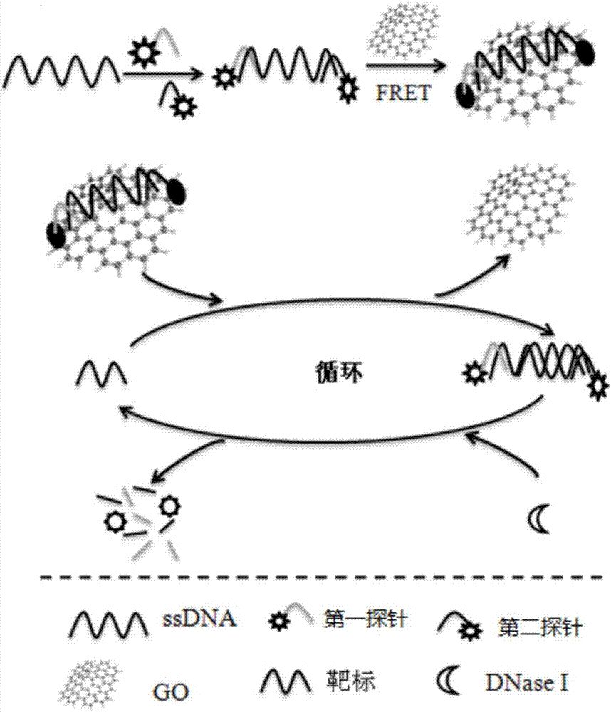 Detection method for staphylococcus aureus