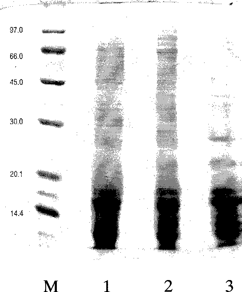 Monoclonal antibody of main allergic protein of humulus pollen