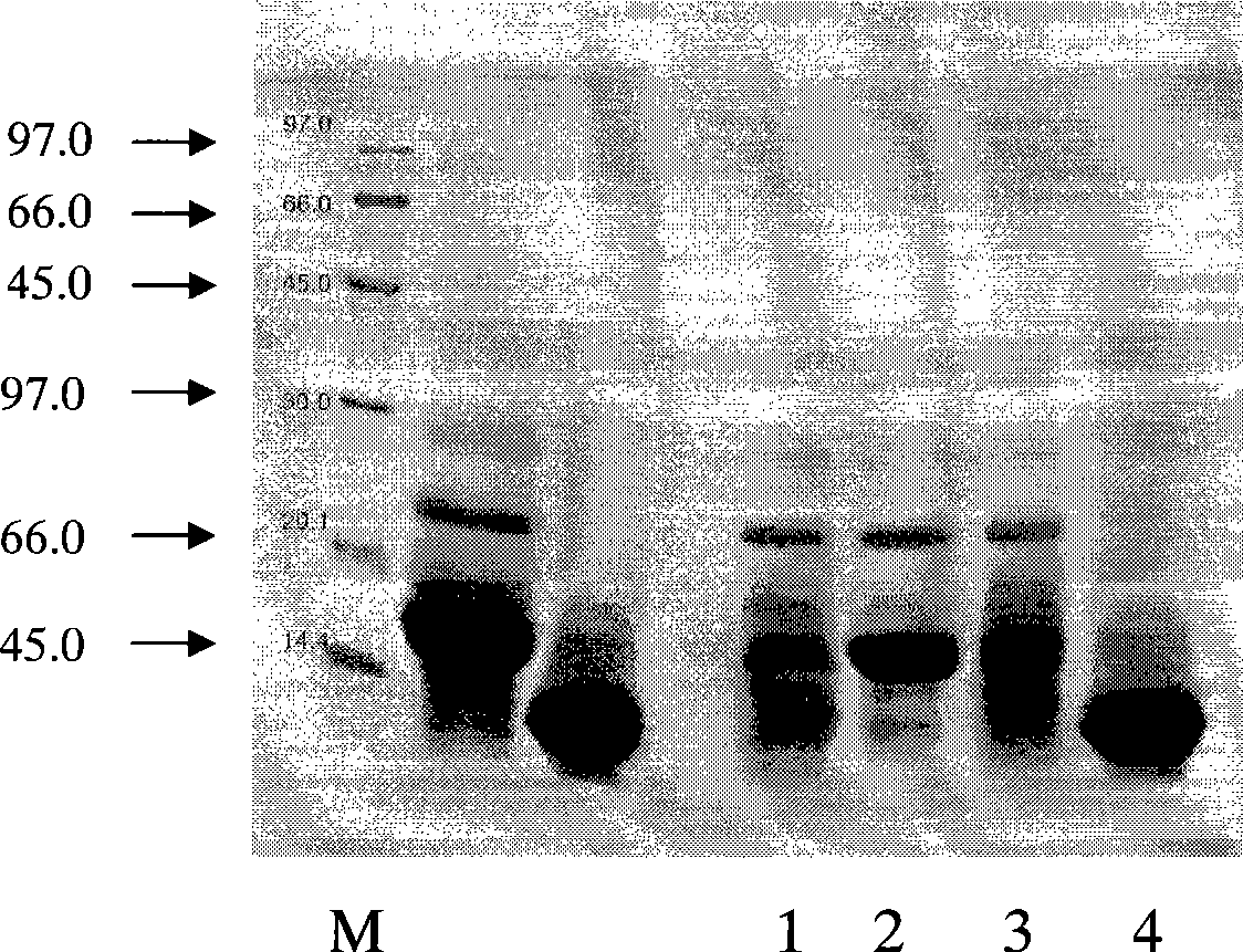 Monoclonal antibody of main allergic protein of humulus pollen