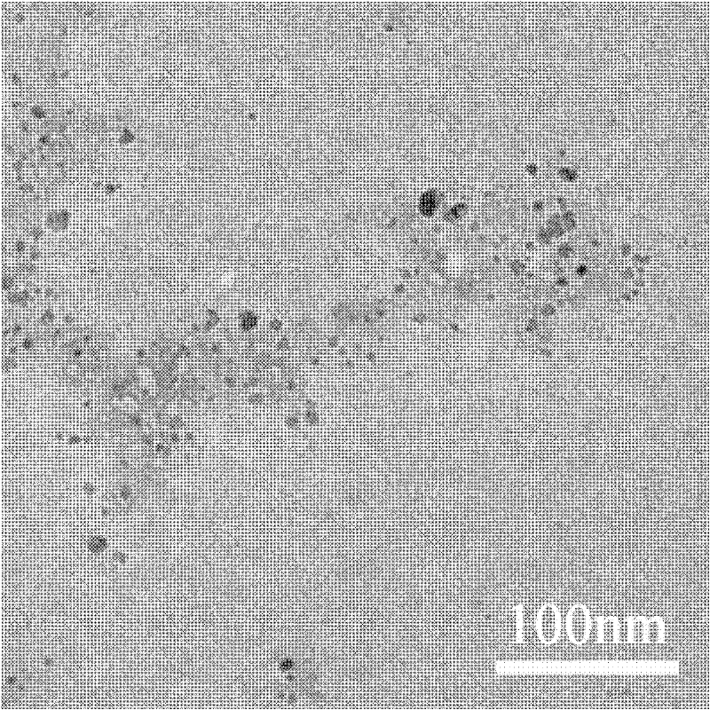 Preparation method and purpose of Exendin-4 coupling superparamagnetic iron oxide nano particle