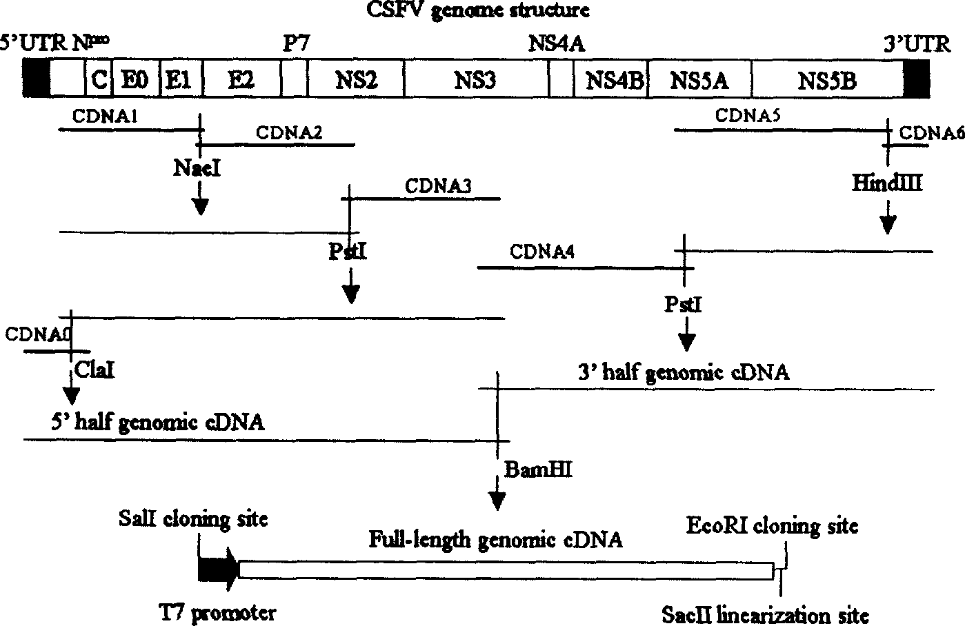 Method for preparing infective hog cholera virus cDNA carrier and use thereof