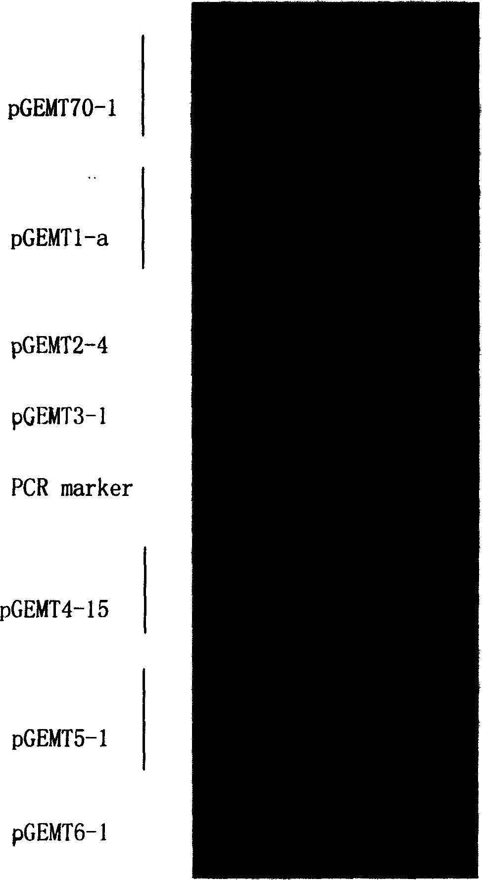 Method for preparing infective hog cholera virus cDNA carrier and use thereof