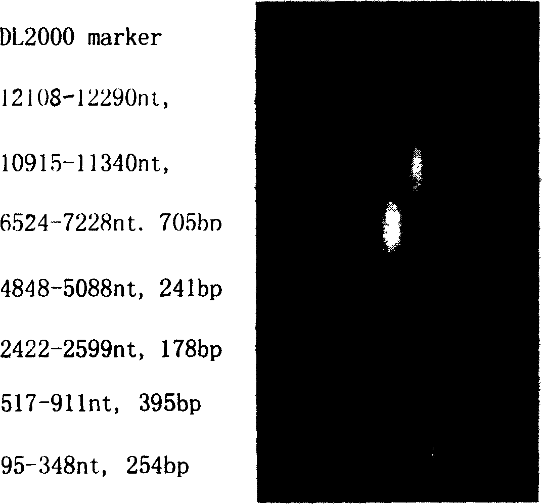 Method for preparing infective hog cholera virus cDNA carrier and use thereof