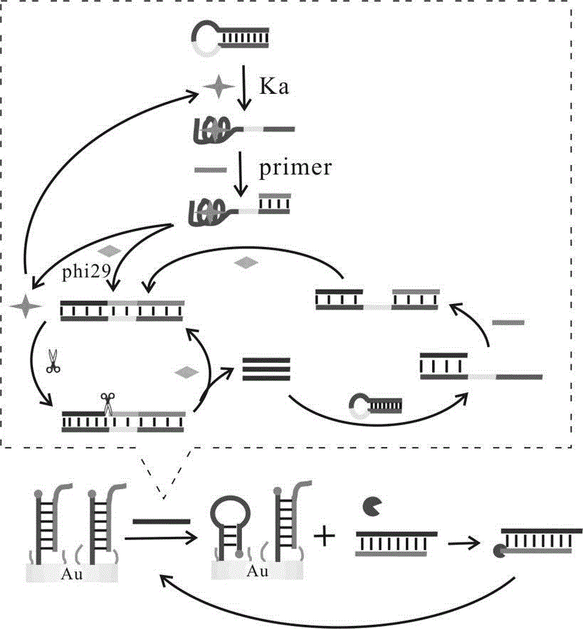 Electrochemical sensor for detecting kanamycin based on nucleic acid aptamer and preparation method of sensor