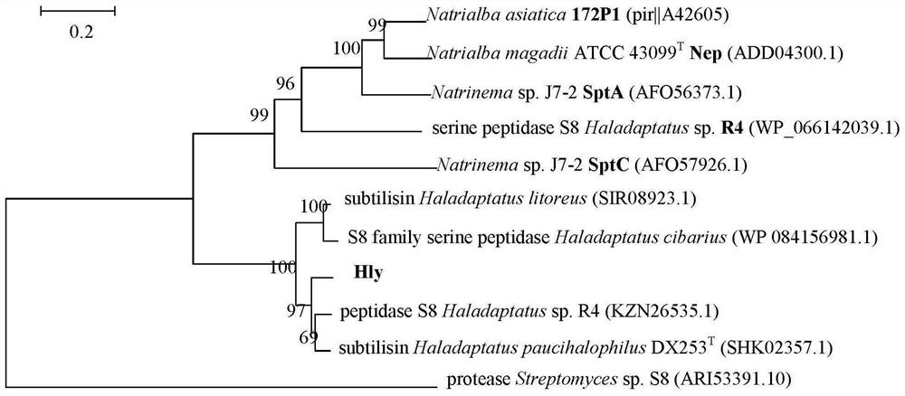 Preparation method and application of novel halophilic archaea extracellular protease