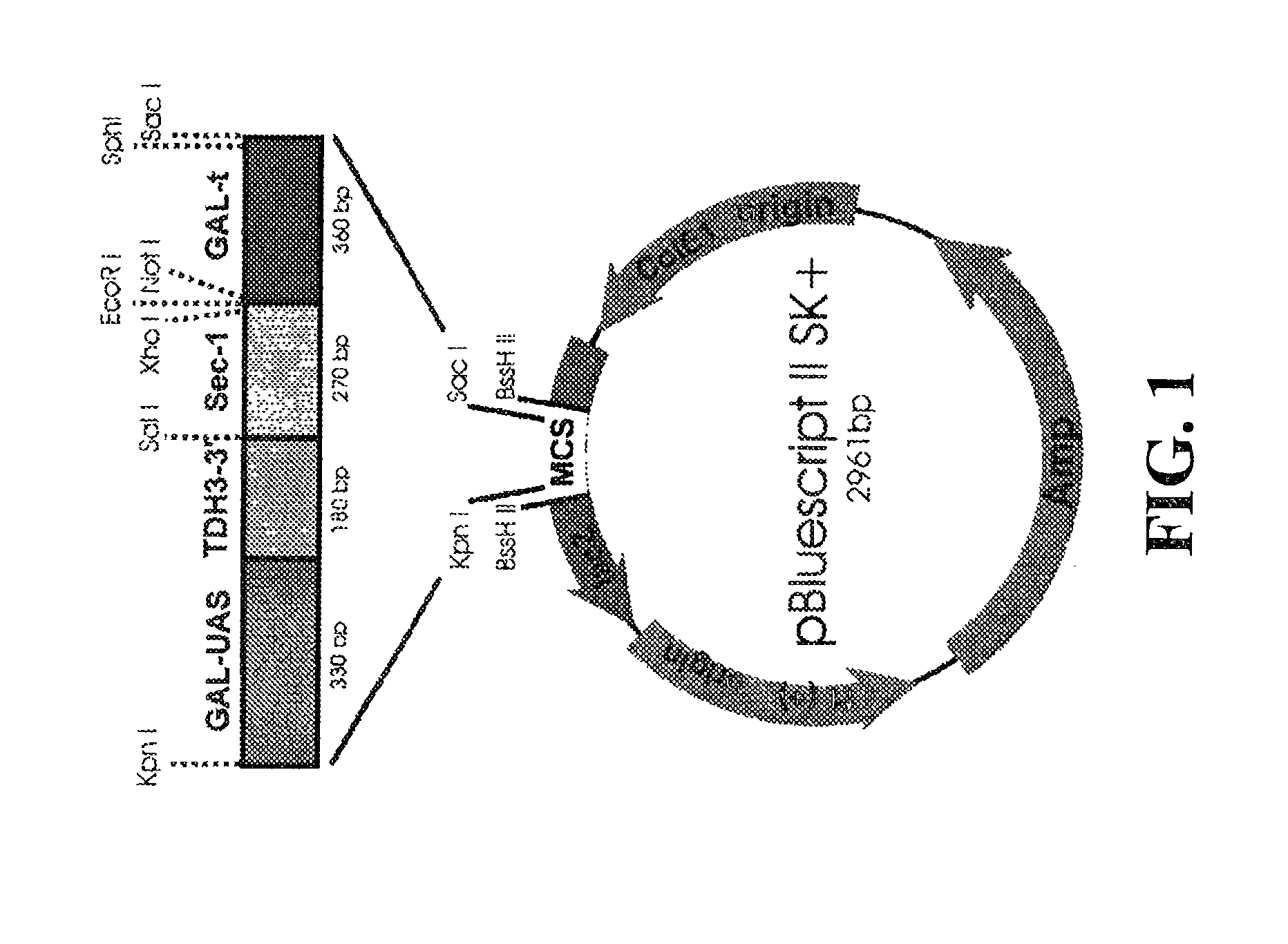 Expression of heterologous multi-domain proteins in yeast