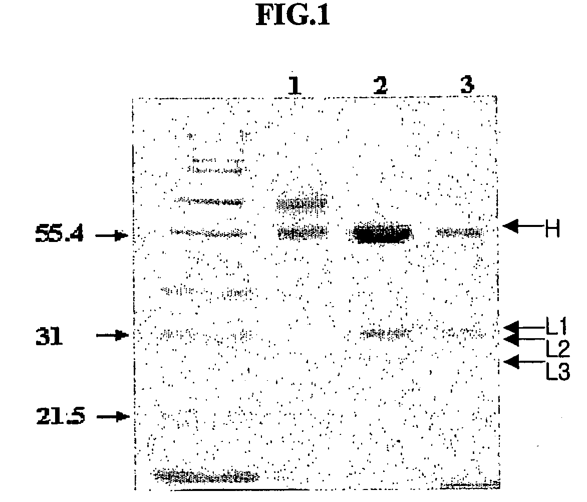 Novel anti-viral vsf protein and hybridoma producing the same