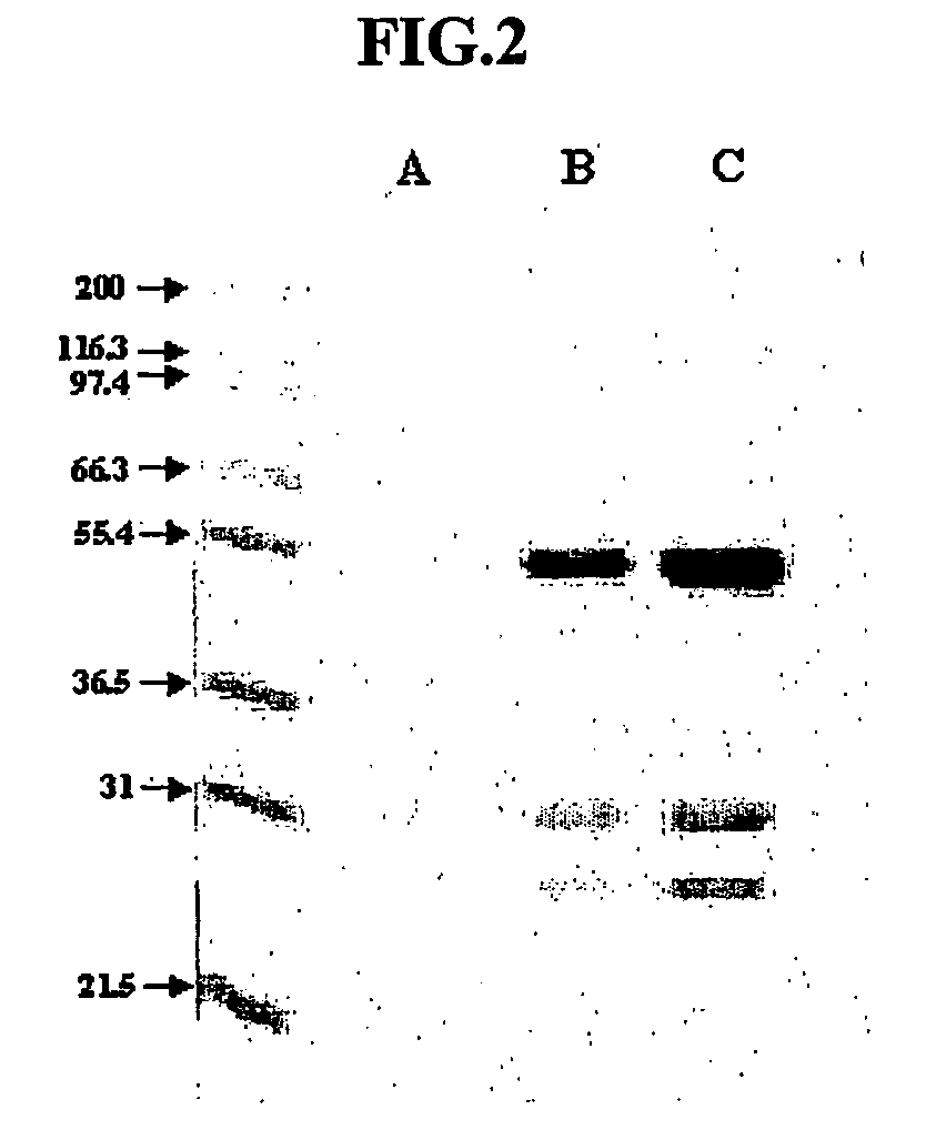 Novel anti-viral vsf protein and hybridoma producing the same