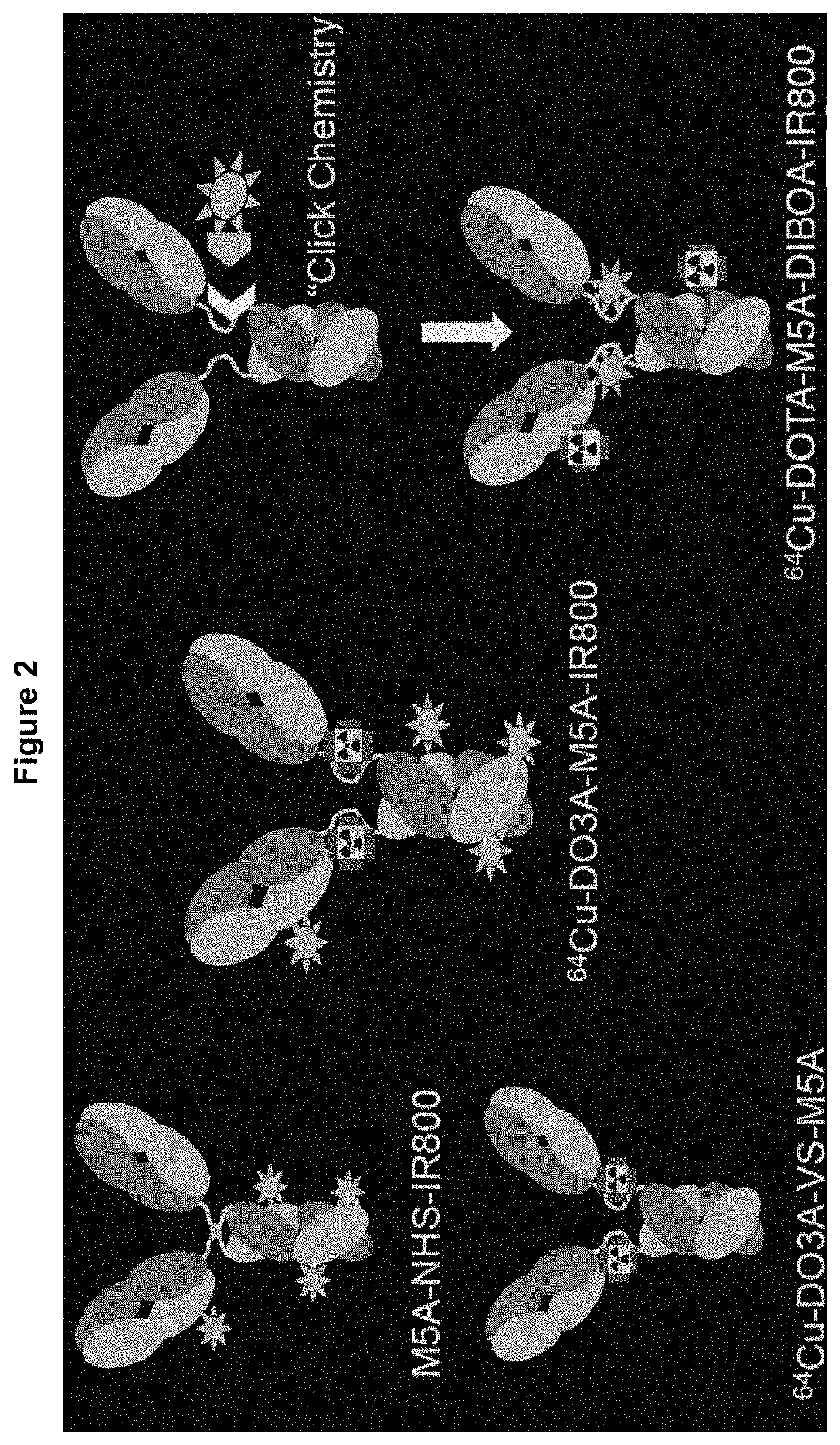 NIR-conjugated tumor-specific antibodies and uses thereof