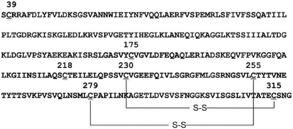 Anthrax toxin receptor CMG2 and human serum albumin fused protein