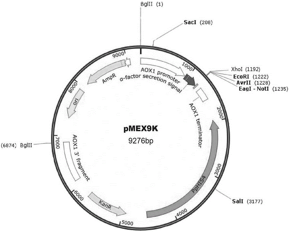 Anthrax toxin receptor CMG2 and human serum albumin fused protein