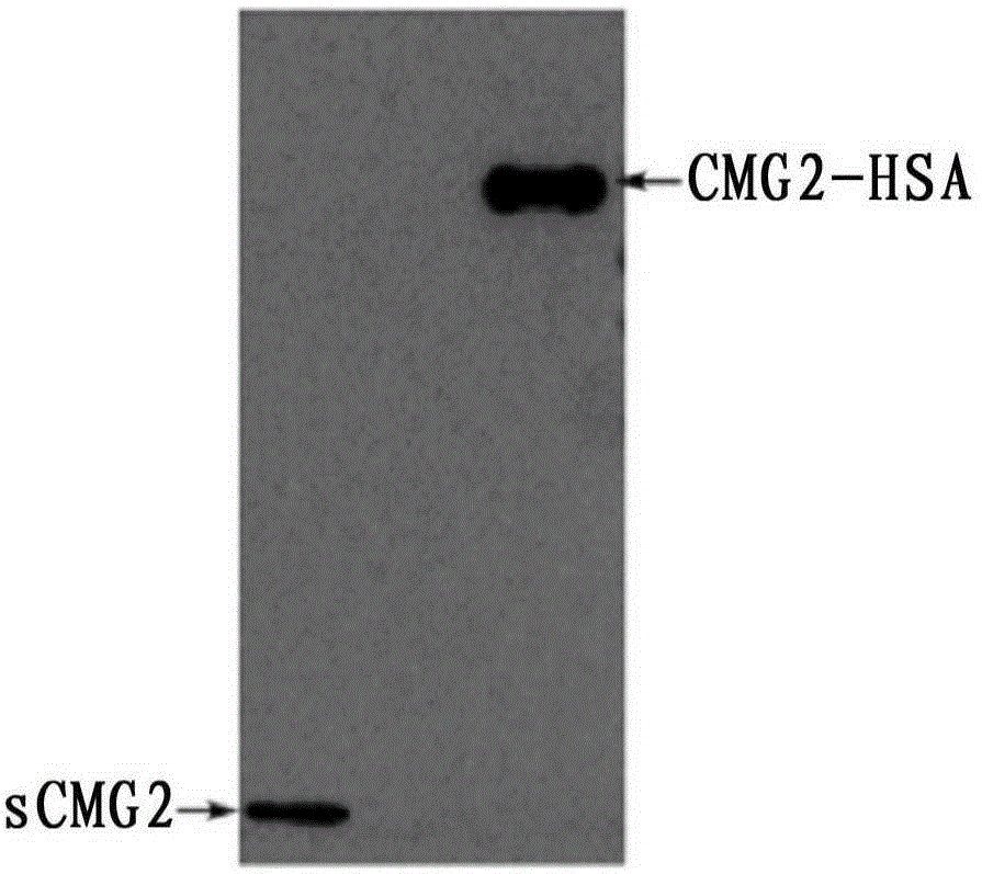 Anthrax toxin receptor CMG2 and human serum albumin fused protein