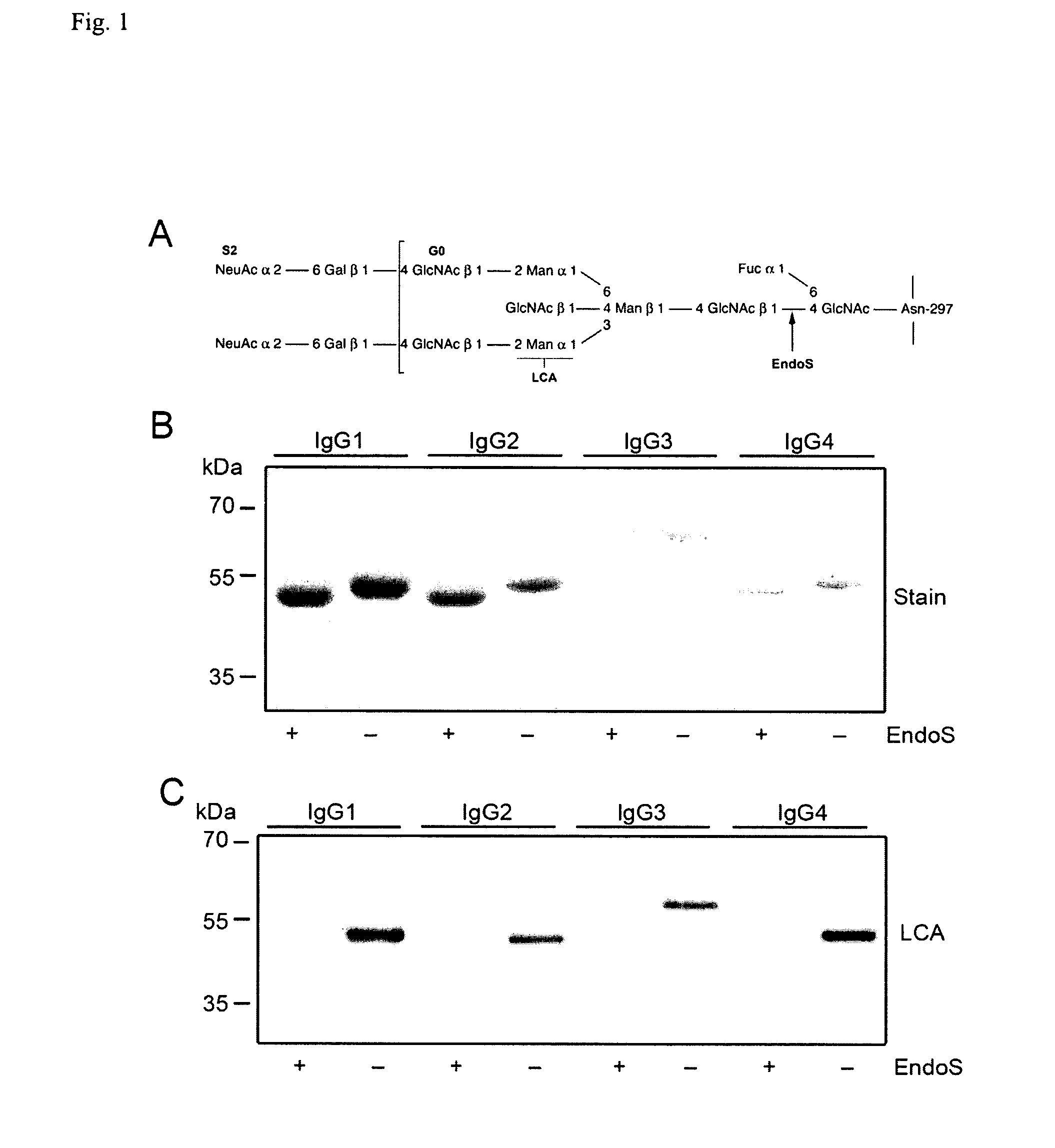 Method of assessing glycosylation state or functional quality of an IgG containing sample