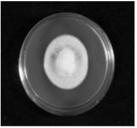 Penicillium sclerotiorum for poisoning plant parasitic nematodes and preparation method and application of penicillium sclerotiorum