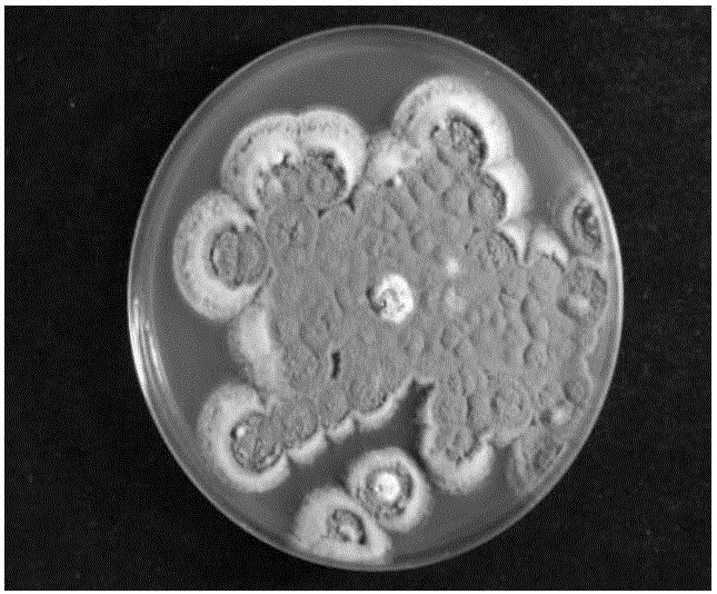 Penicillium sclerotiorum for poisoning plant parasitic nematodes and preparation method and application of penicillium sclerotiorum