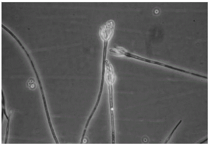 Penicillium sclerotiorum for poisoning plant parasitic nematodes and preparation method and application of penicillium sclerotiorum