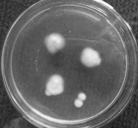 New Purpureocillium sp strain F1 and application thereof