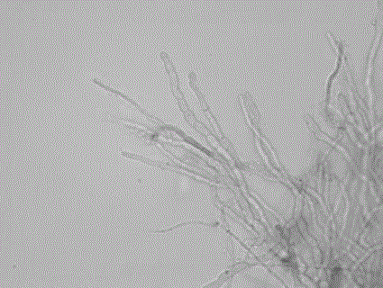 New Purpureocillium sp strain F1 and application thereof