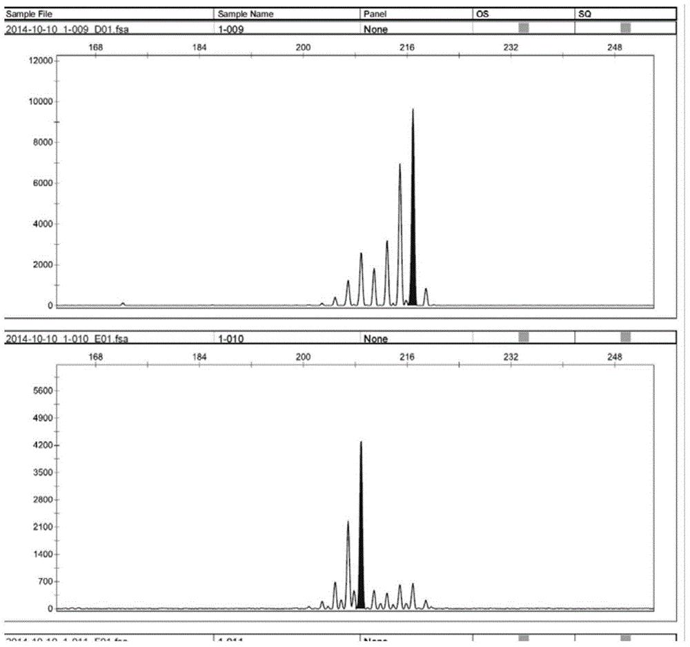 Polymorphic primers for Bactrian camels and their screening methods and methods for identifying parent-child relationship