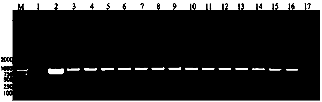 Inducible promoter capable of synchronously responding to induction of salicylic acid (SA) and jasmonic acid (JA)