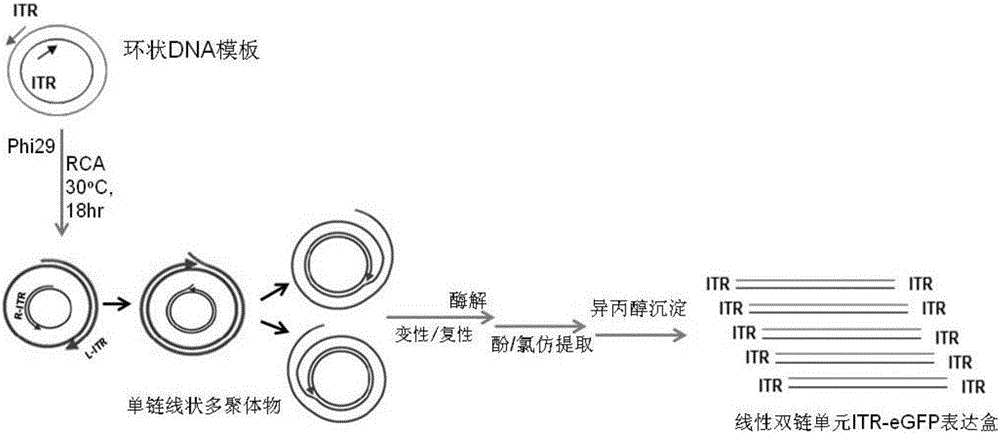 In-vitro preparation method of linear double-chain adeno-associated virus genome