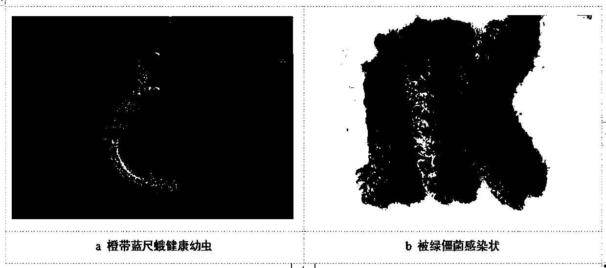 Metarhizium anisopliae strain with high pathogenicity to larvae of Milionia basalis and application of Metarhizium anisopliae strain