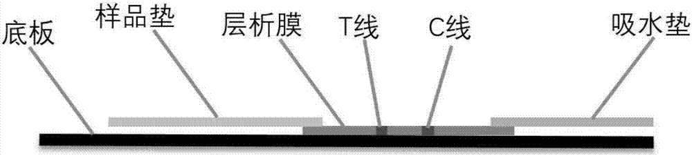 cTnI-cTnC-cTnT tripolymer protein and preparation method thereof, and cTnI detection kit