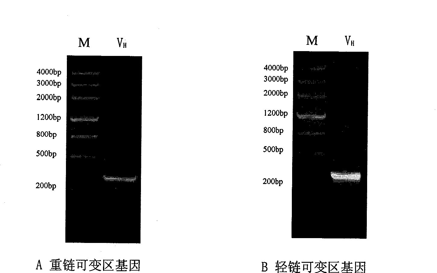 Novel targeted fusion protein with anti-inflammatory action and use thereof