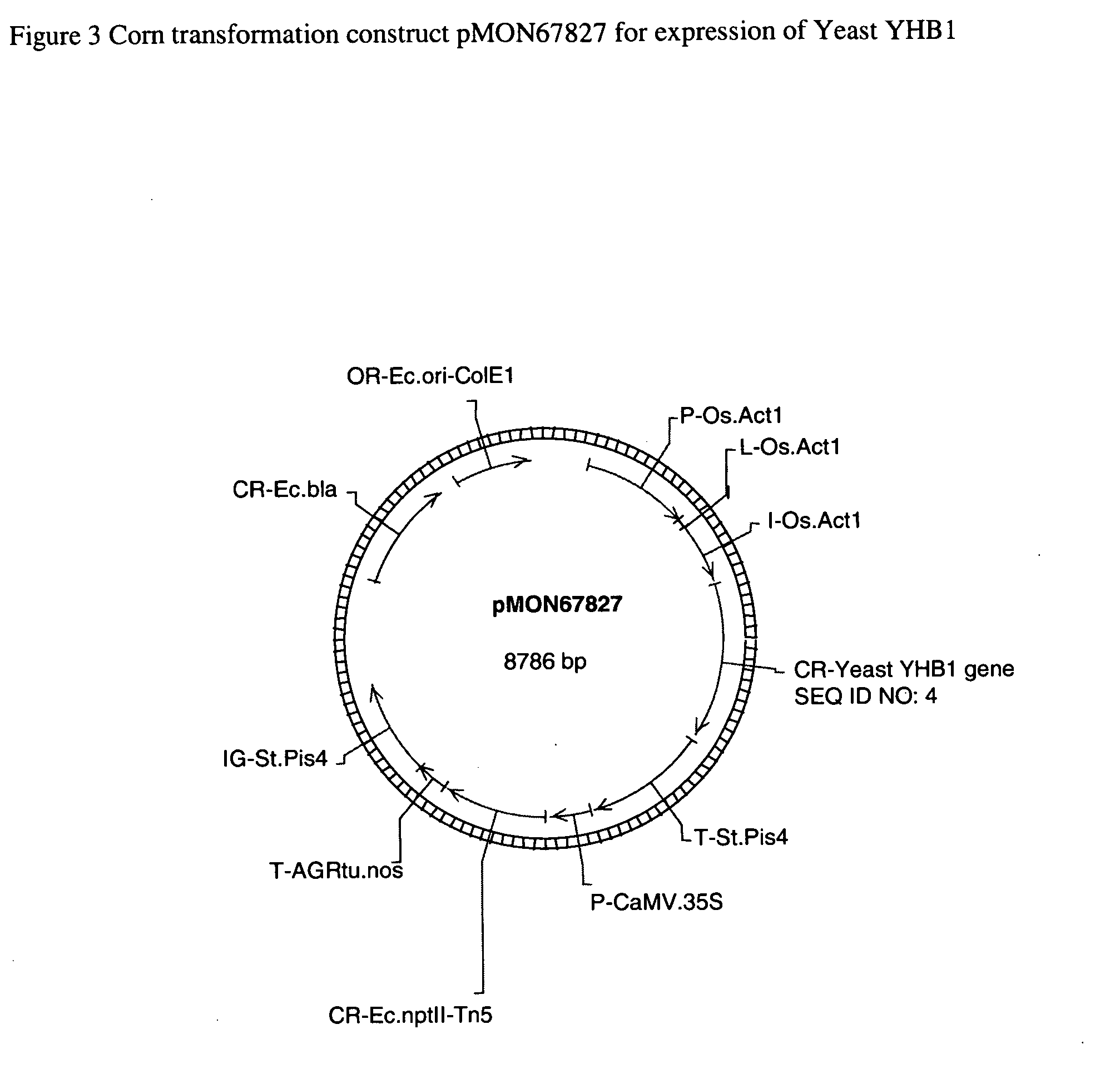 Plants containing a heterologous flavohemoglobin gene and methods of use thereof