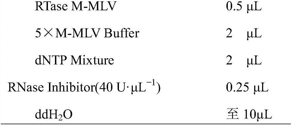 Detection kit and detecting method for new potyviridae virus in nelumbo nucifera