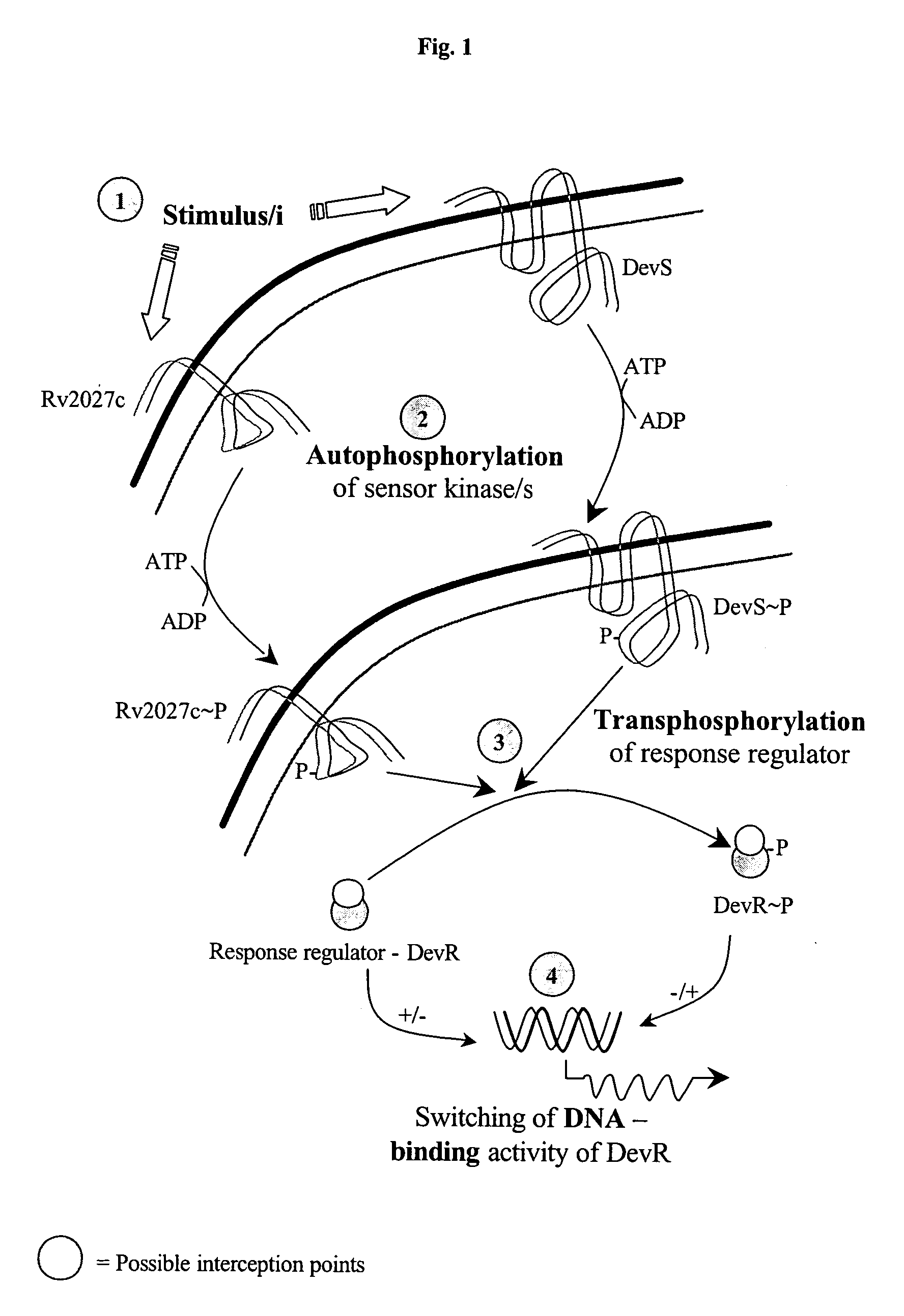 Screening method for developing drugs against pathogenic microbes having two-component system