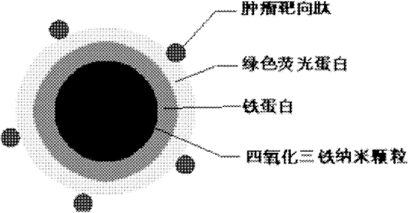 Preparation method of tumor detection nanoprobe