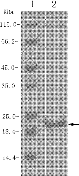 Preparation method of tumor detection nanoprobe