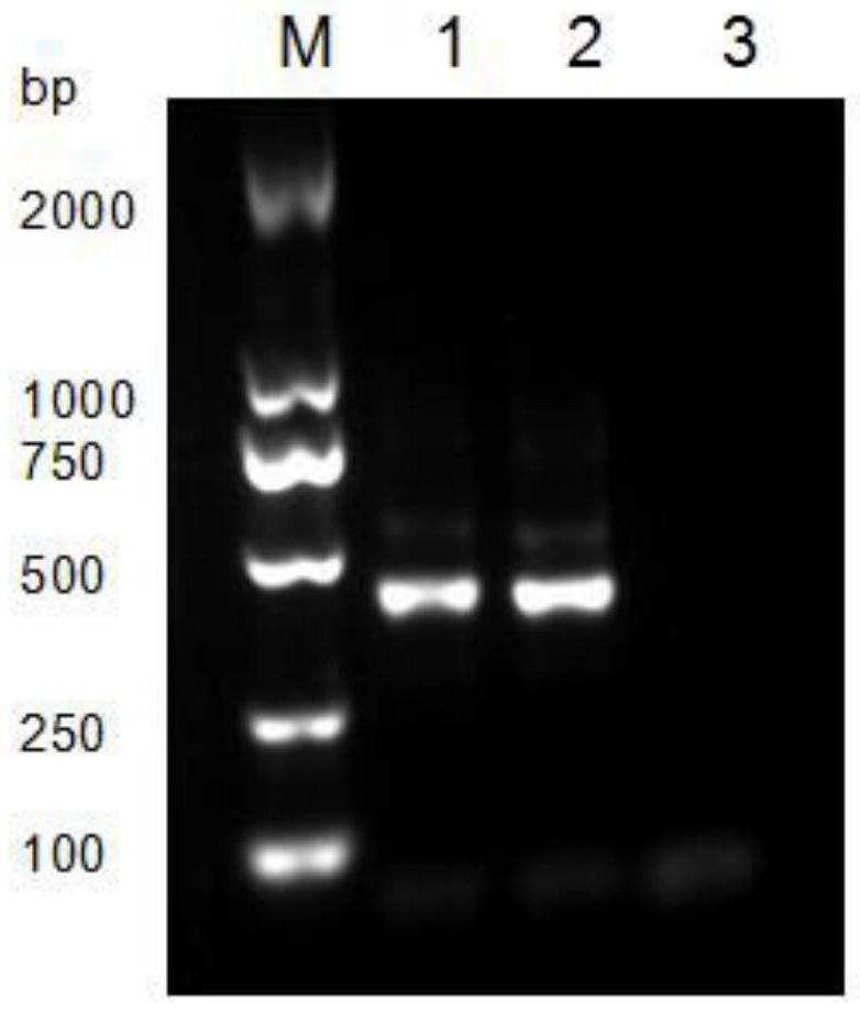 Nanometer antibody capable of specifically recognizing enterobacter sakazakii and application of nanometer antibody