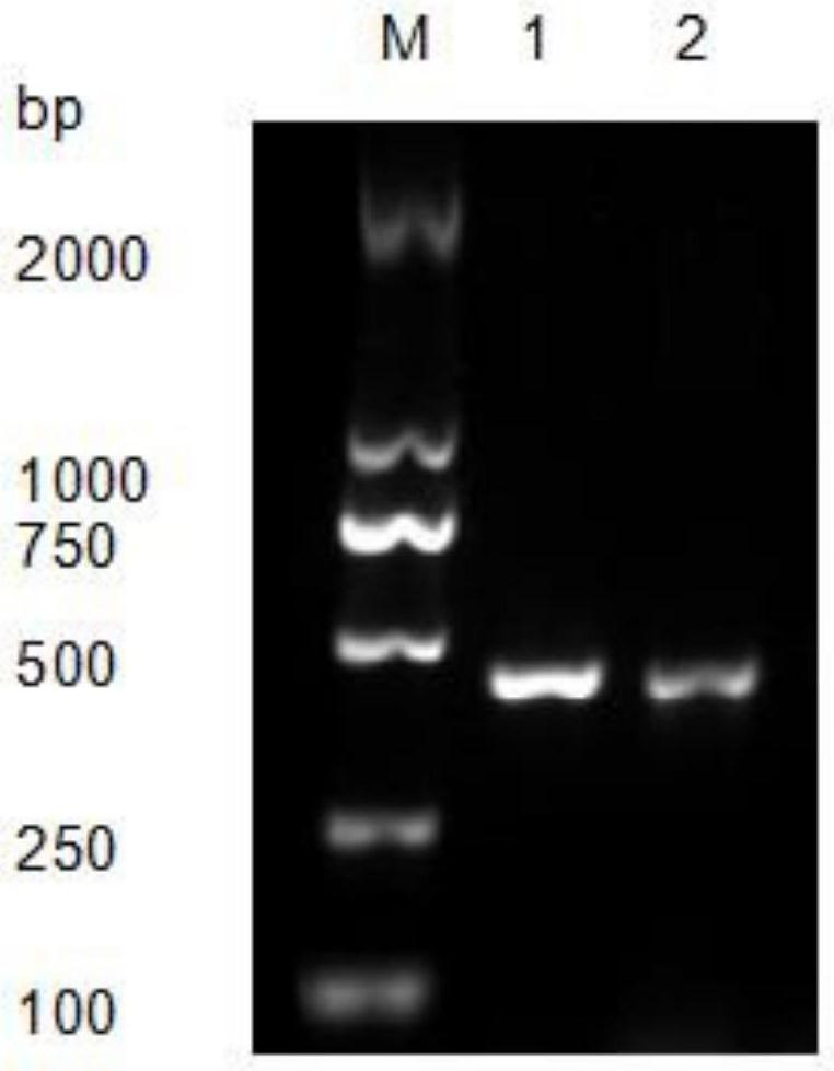 Nanometer antibody capable of specifically recognizing enterobacter sakazakii and application of nanometer antibody